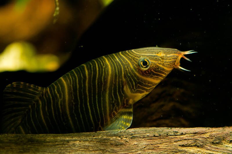 Botia striata también conocida como locha cebra, uno de los peces de acuario más populares del mundo.  Procede de la India y es muy adecuado para acuarios domésticos medianos.