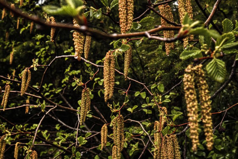 Catkins of the Red Alder tree 