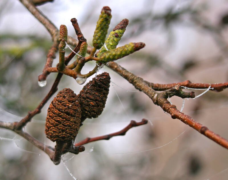Cones of Alder tree (Alnus species) close-up