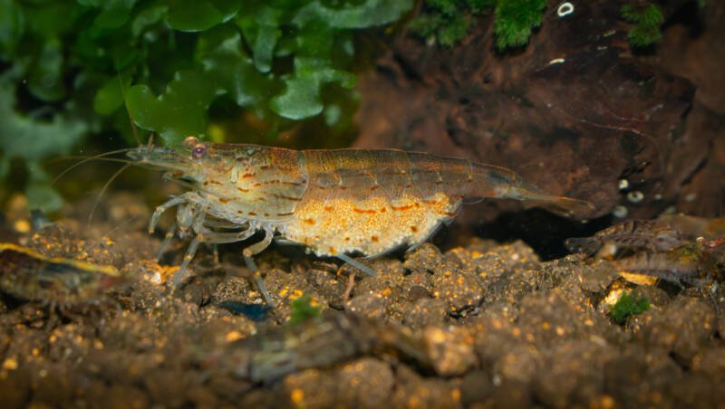 Pregnant female Amano shrimp with eggs on a dark aquarium substrate in a planted aquarium