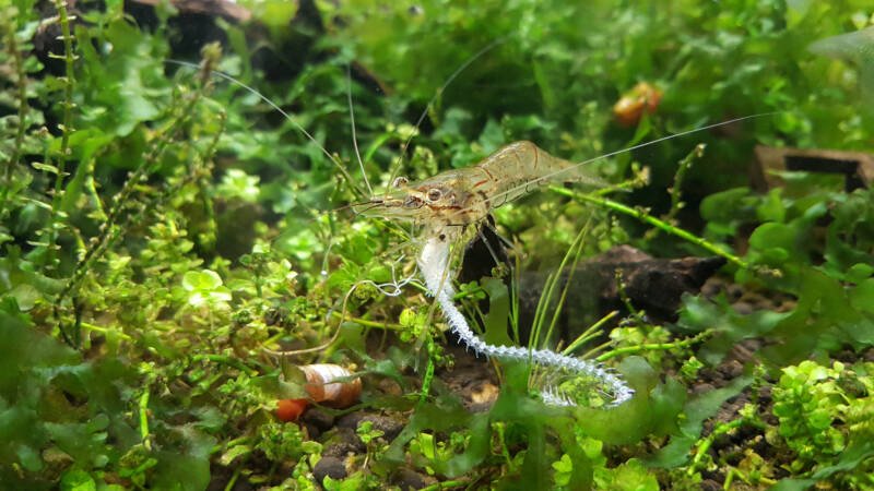 Caridina multidentata commonly known as Japonica or Amano shrimp eating in planted tank by cleaning up the carcass of a loach