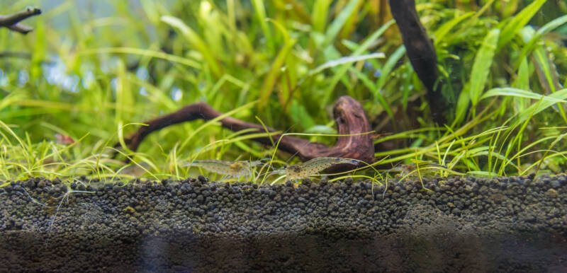 Group of Amano shrimp in a heavily planted aquarium setup