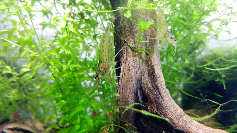 Pair of Amano shrimps on the driftwood in a freshwater aquarium