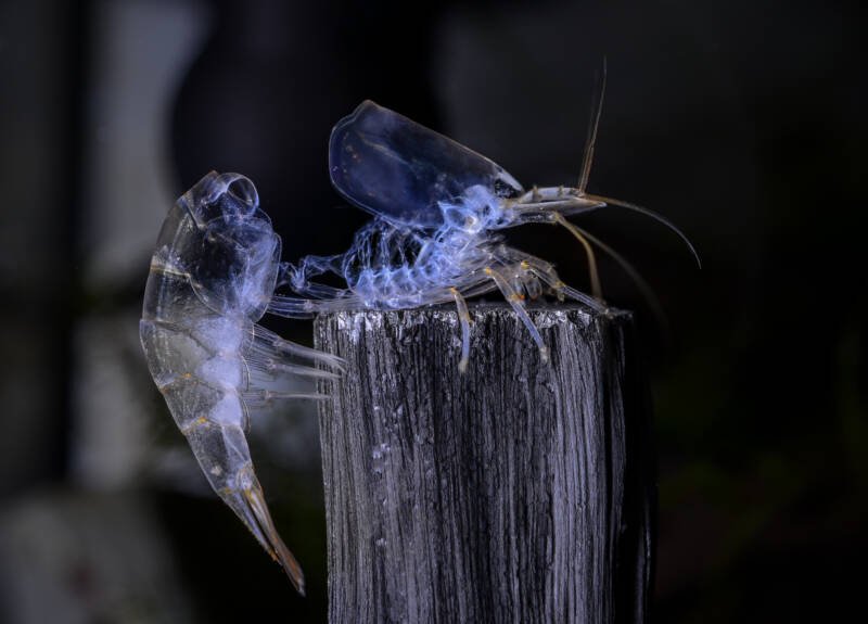 Exoesqueleto de camarón amano de agua dulce después de la muda