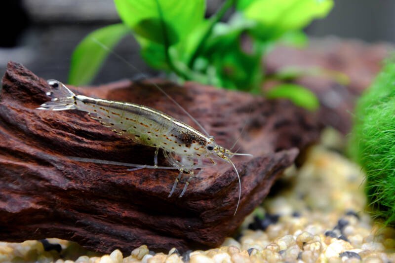 Caridina multidentata also known as Amano shrimp on driftwood in freshwater planted aquarium