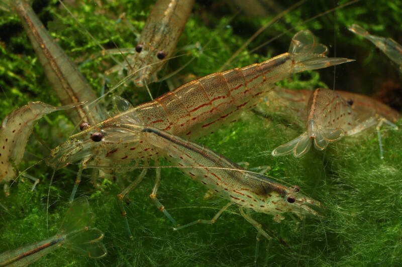 Grupo de Caridina multidentata comúnmente conocido como camarón Amano en musgo en acuario de agua dulce