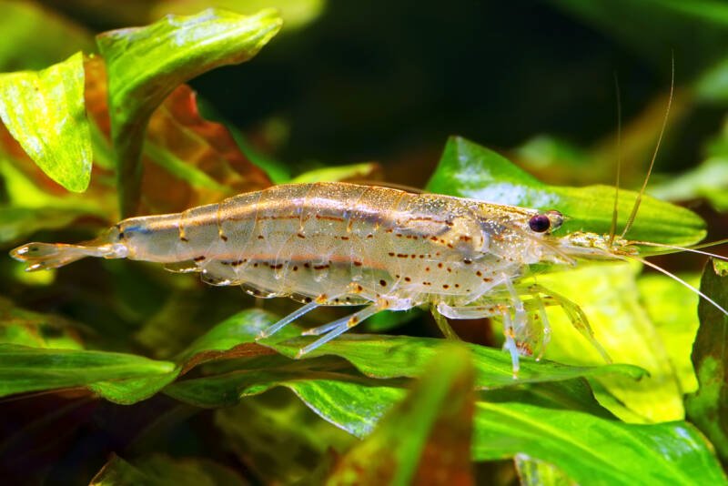Caridina multidentate also known as Amano or Yamato shrimp on green live plant in a freshwater aquarium