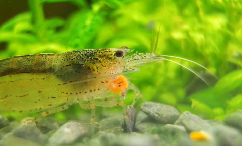 Ciridina multidentata commonly known as Amano shrimp or Yamato shrimp feeding in aquarium