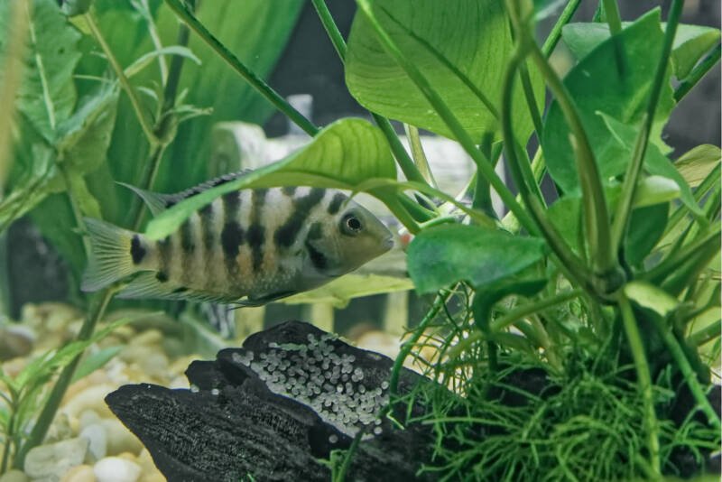 A South American Convict Cichlid (Amatitlania nigrofasciata) aquarium fish protecting her eggs from potential predators 