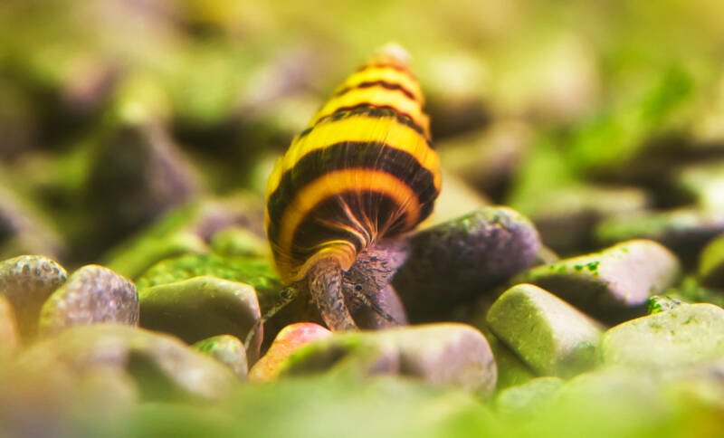 Anentome helena known as assassin snail feeding on algae matter on a rocky substrate in freshwater aquarium 