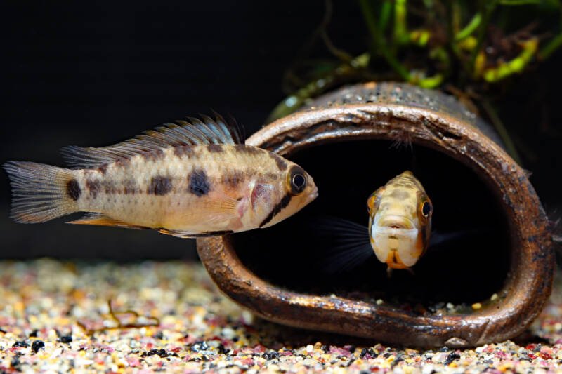 Pair of Apistogramma sp. D3 (synonym: cf. payaminonis) captured in Colombia, hiding in grotto in aquarium 