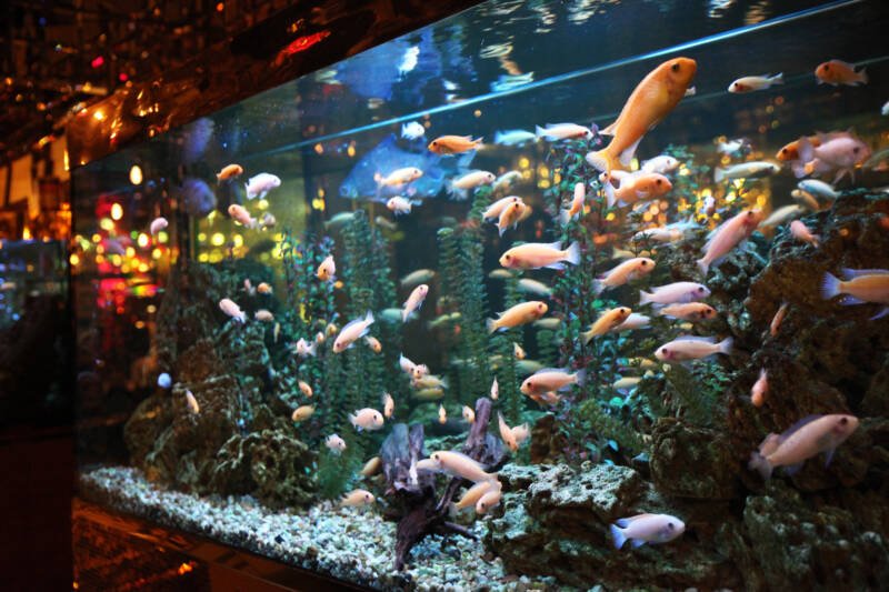 100 gallon aquarium with cichlids