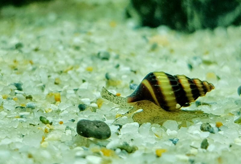 Anentome helena commonly known as assassin snail on a white substrate in freshwater aquarium