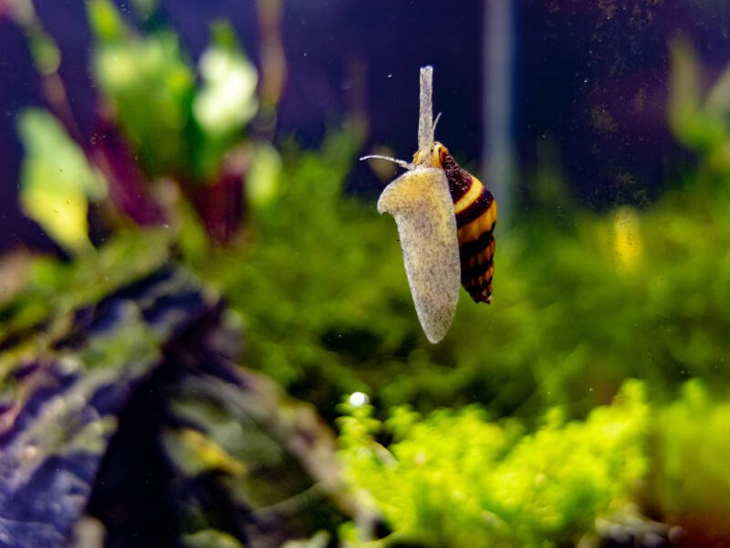 Assassin snail affixed on aquarium glass in a planted aquarium