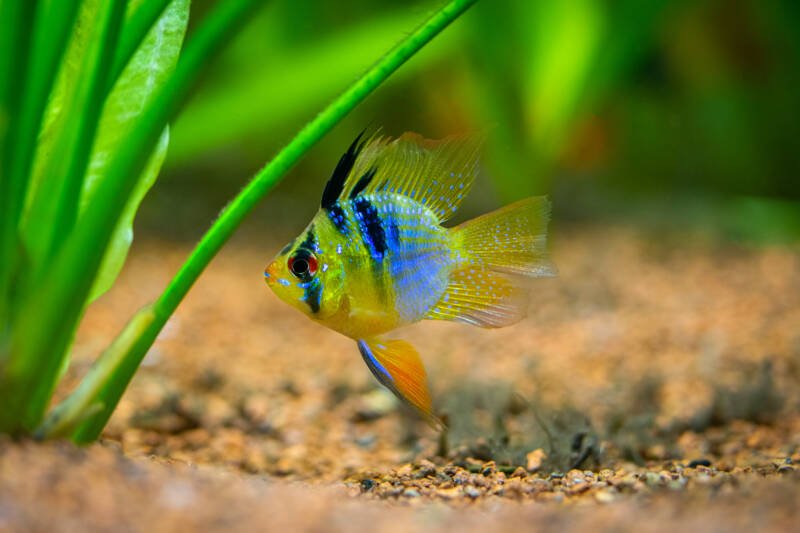 Blue balloon ram dwarf cichlid sectively bred for its shape in a planted aquarium