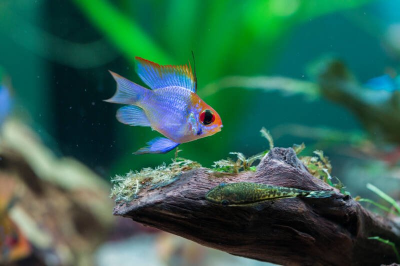 Electric blue neon ram swimming against a driftwood in a freshwater aquarium