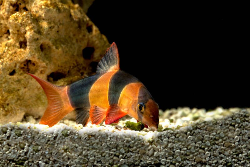 Fish Botia Clown (Chromobotia macracanthus or Botia macracanthus) in the freshwater tank