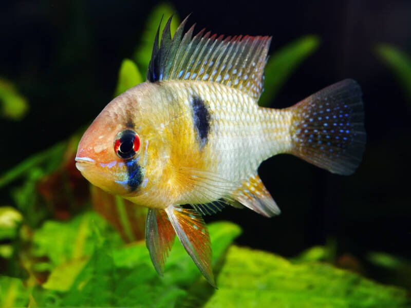 Butterfly ram cichlid close-up in a planted aquarium