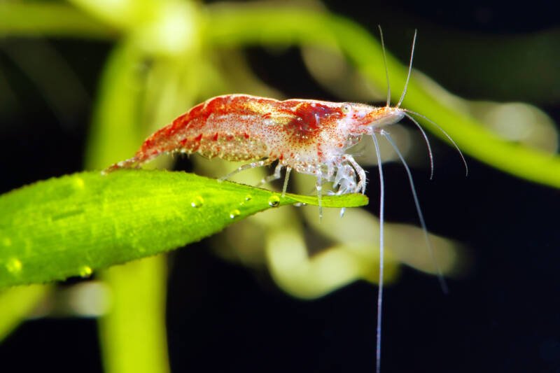 Freshwater cherry shrimp on a tip of of a leaf in a planted aquarium