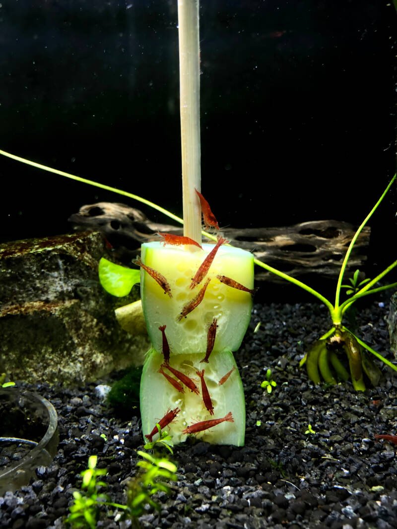 Group of cherry shrimp feeding on a piece of cucumber in freshwater aquarium