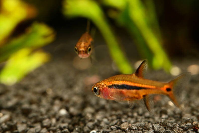 Pair of Boraras brigittae also known as chili rasboras or mosquito rasboras swimming near the aquarium's bottom with dark substrate