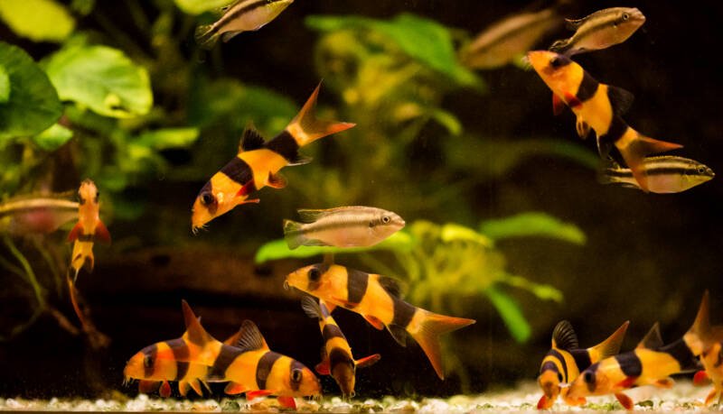 Group of Chromobotia macracanthus also known as Clown Loach in community aquarium with Kribensis cichlids