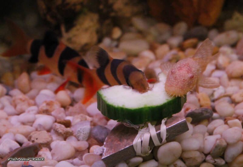 Clown loach and Bristlenose pleco peacefully sharing cucumber on the bottom of aquarium