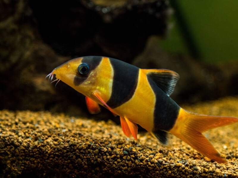 Chromobotia macracanthus known as well as Clown Loach dwelling the bottom of a freshwater aquarium