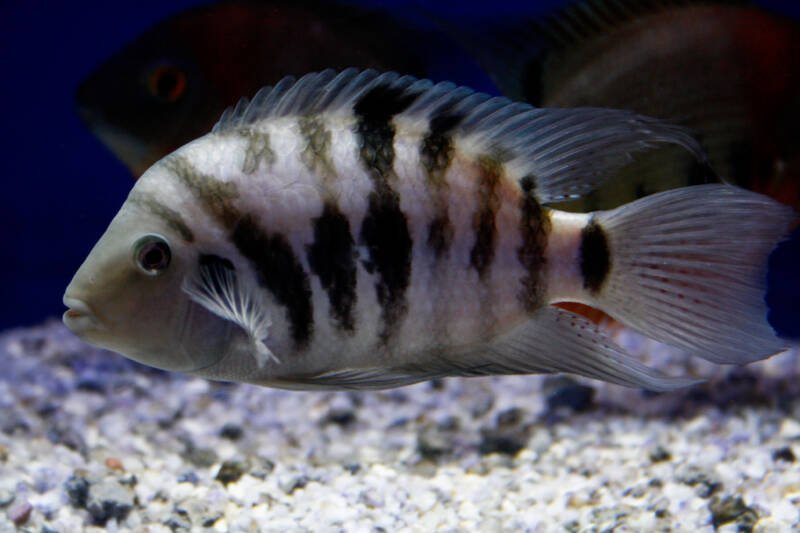 Amatitlania nigrofasciata also known as convict cichlid swimming in a freshwater aquarium