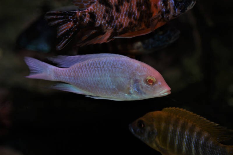 Albino convict cichlid (Amatitlania nigrofasciata) and grey striped convict cichlid swimming in community freshwater aquarium with other cichlids