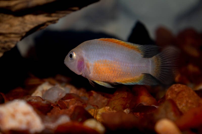 Pink convict cichlid searching for a spawning site in aquarium to breed