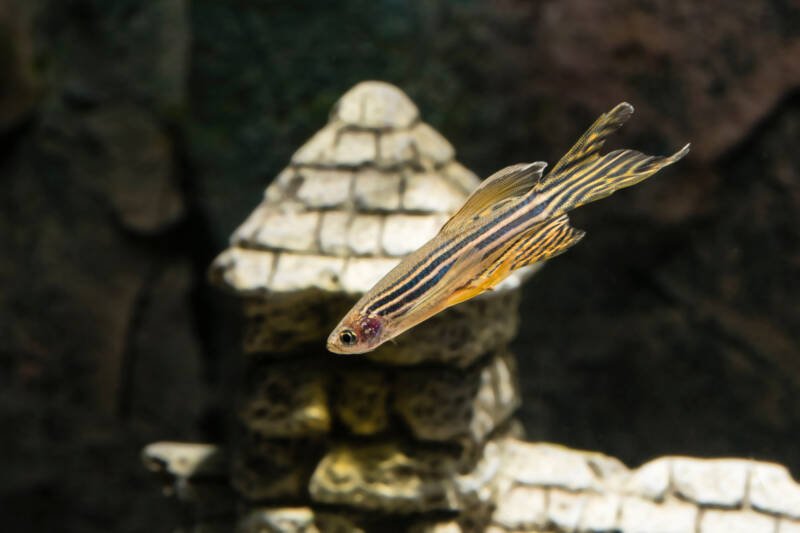 Danio rerio conocido como pez cebra nadando contra una decoración en un acuario de agua dulce