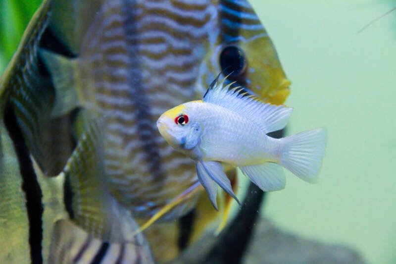 Electric Blue Neon Ram cichlid (Mikrogeophagus ramirezi) in a community tank with another type of cichlid Discus