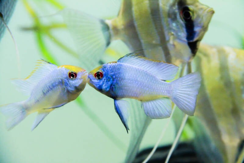 Electric Blue Neon Ram cichlid (Mikrogeophagus ramirezi) in community tank with Altum angelfish 