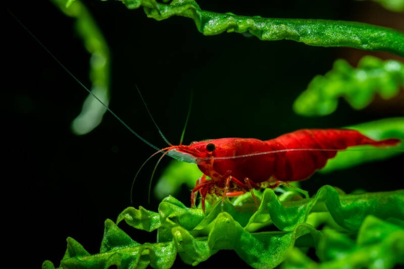 Painted red fire cherry shrimp on a plant's leaf in a planted aquarium