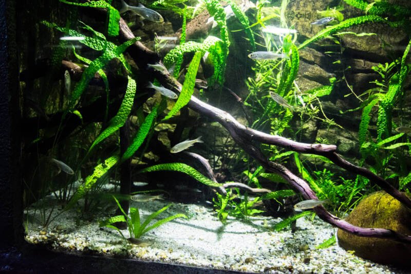 Java Fern is a good option for a planted tank with zebra danios