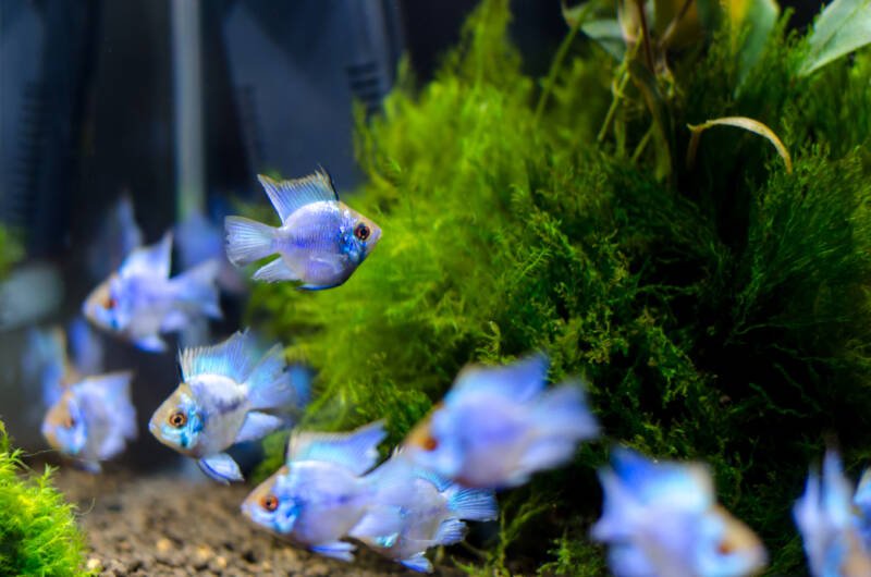 A school of small german blue ram cichlids is swimming in a planted aquarium