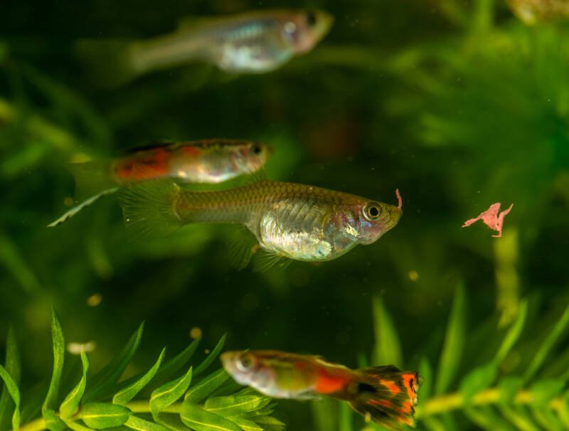 Feeding guppies is not an easy task. Guppy fish eating pellet food