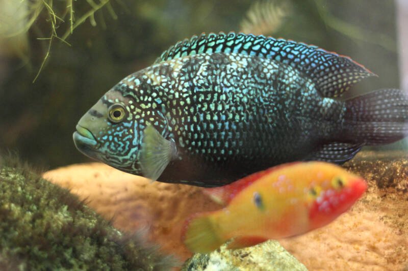 Jack Dempsey fish with jewel cichlid