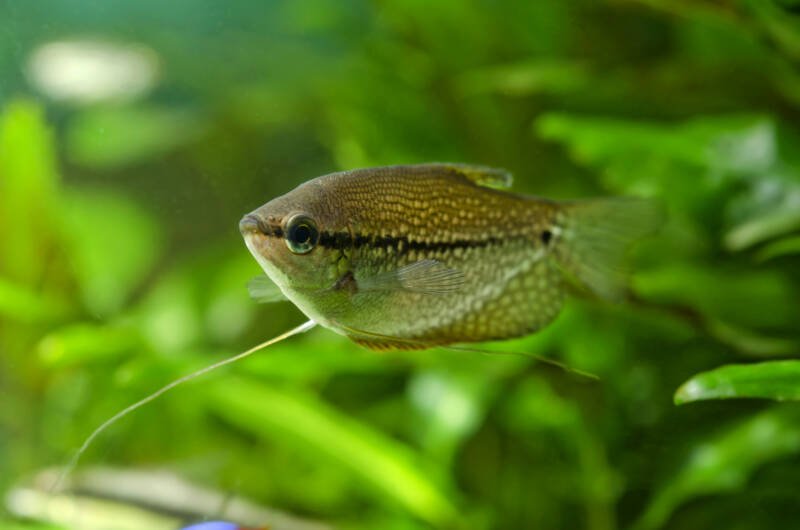 Gourami perla nadando en un acuario muy plantado