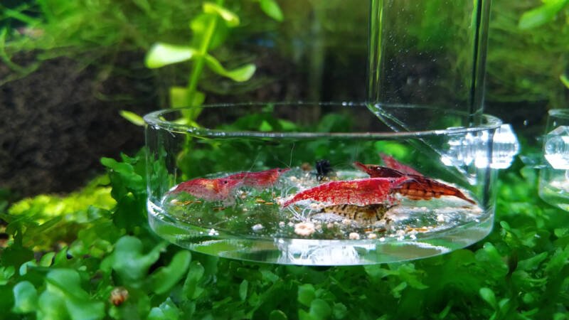 Feeding time for Neocaridina red cherry shrimp in freshwater aquarium