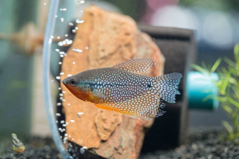 Trichopodus leerii commonly known as Pearl Gourami swimming against a rock in aquarium with air bubbles