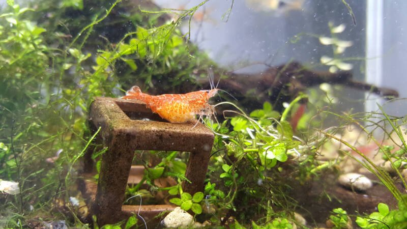 Pregnant red cherry shrimp in the planted freshwater aquarium