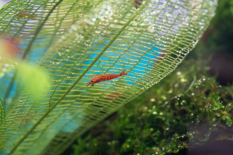 Cherry Shrimp climbing on Madagascar laceleaf in a planted freshwater aquarium