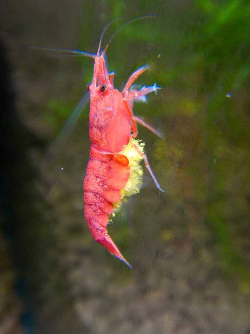 Breeding cherry shrimp. Red cherry shrimp with newborns in a freshwater aquarium