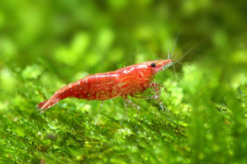 Neocaridina heteropoda also known as red cherry shrimp