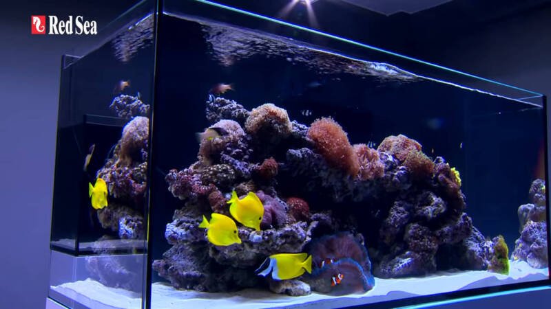 Acuario Red Sea Reefer XL de 112 galones