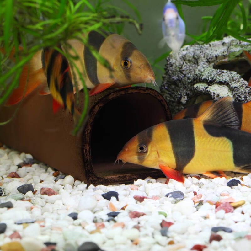 Tiger botia or clown loach with rainbow fish and tiger barb in the community aquarium setup