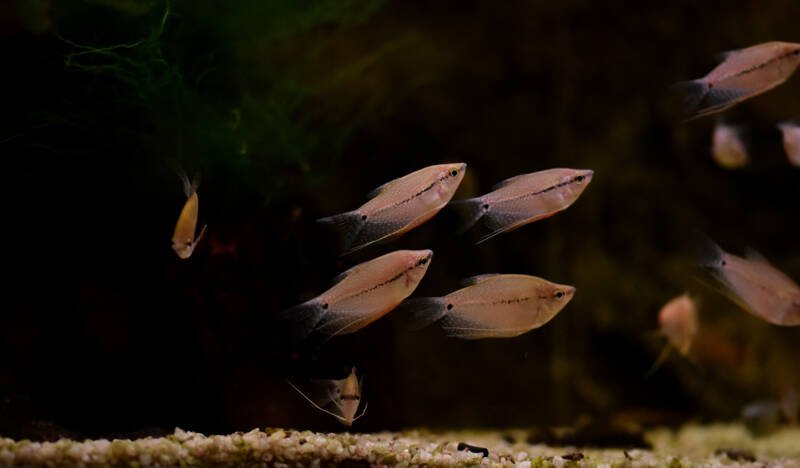 Escuela de Trichopodus leerii comúnmente conocida como perla gouramis- tiempo de alimentación en el acuario