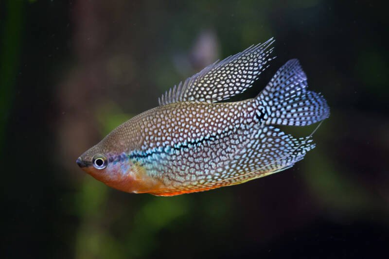 Close-up of Pearl gourami (Trichopodus leerii), also known as the mosaic gourami in aquarium